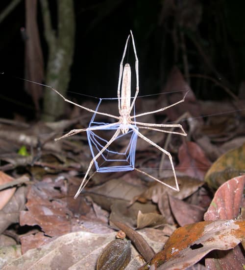 Net-casting spider.
