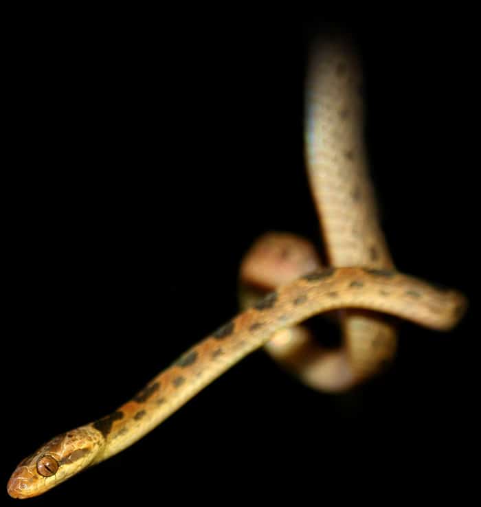 Northern cat-eyed Snake (Leptodeira septentrionalis).