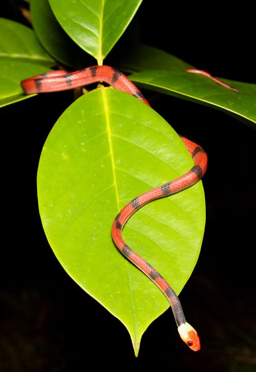 Red-eyed tree snake (Siphlophis compressus).