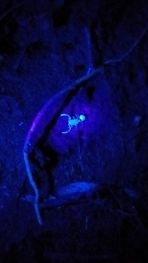 A blue scorpion in UV light.