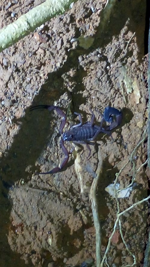 A blue scorpion in white light.