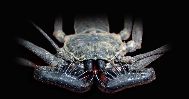 Tailless whip scorpion (Paraphrynus laevifrons).