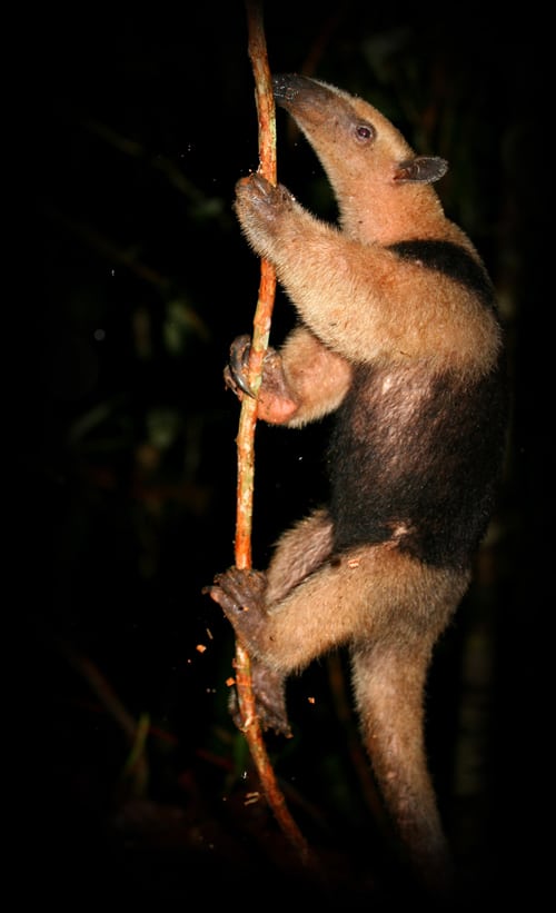 Tamandua anteater (Tamandua mexicana).