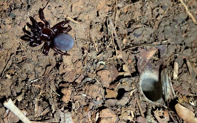 Trapdoor spider (Ummidia sp.)