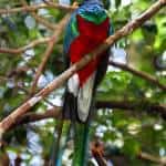 A quetzal in Monteverde
