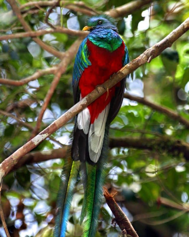 A quetzal in Monteverde Costa Rica