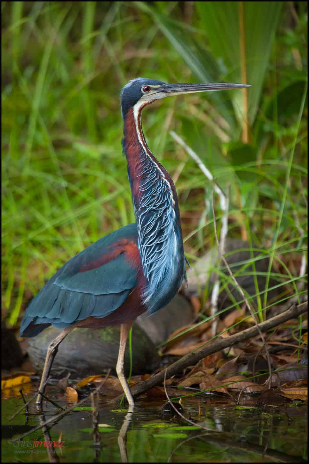 To conserve the Amazon, the forest must become an economic ‘asset’