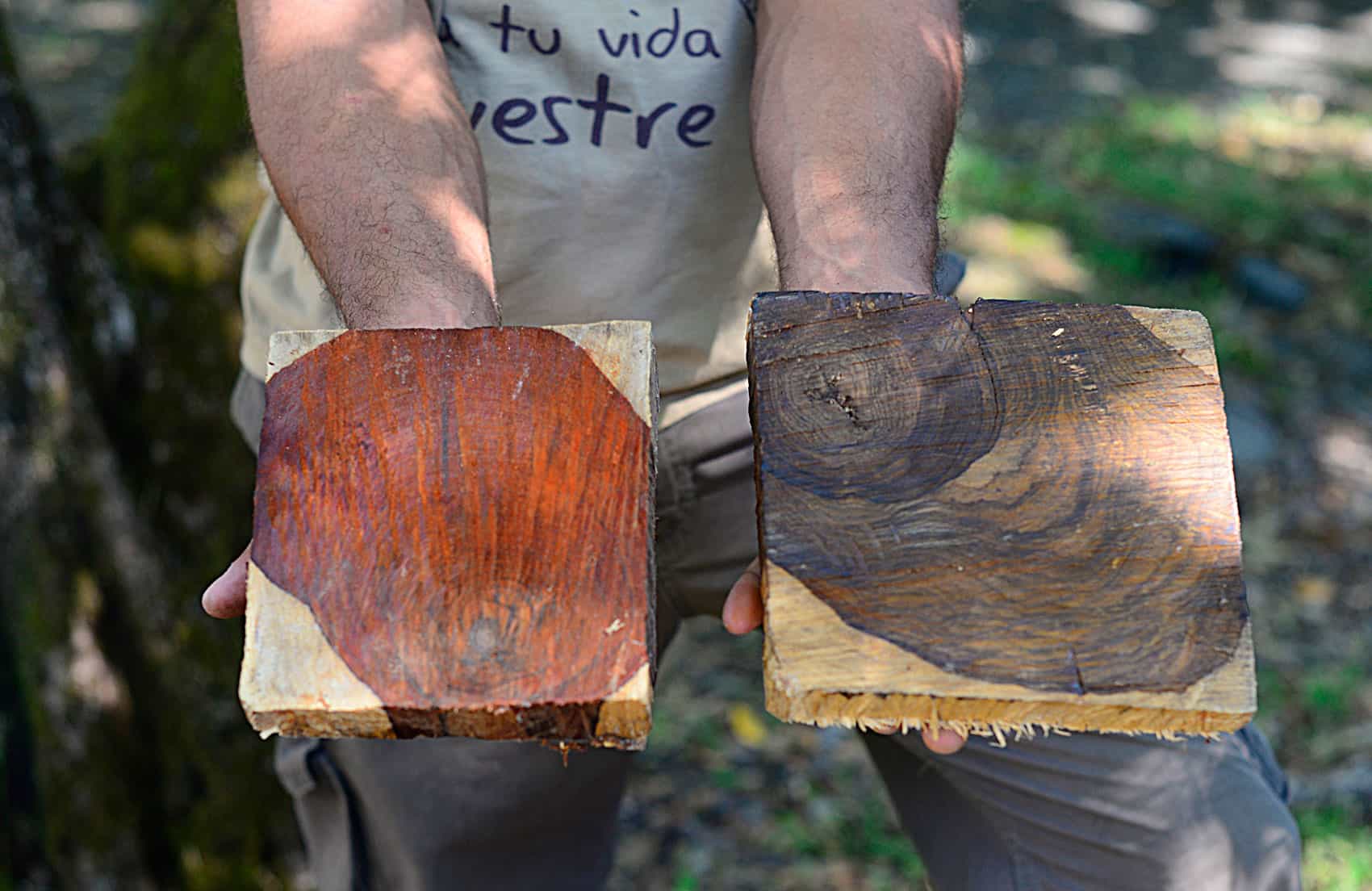 Illegal logging threatens Costa Rica's valuable species and vulnerable