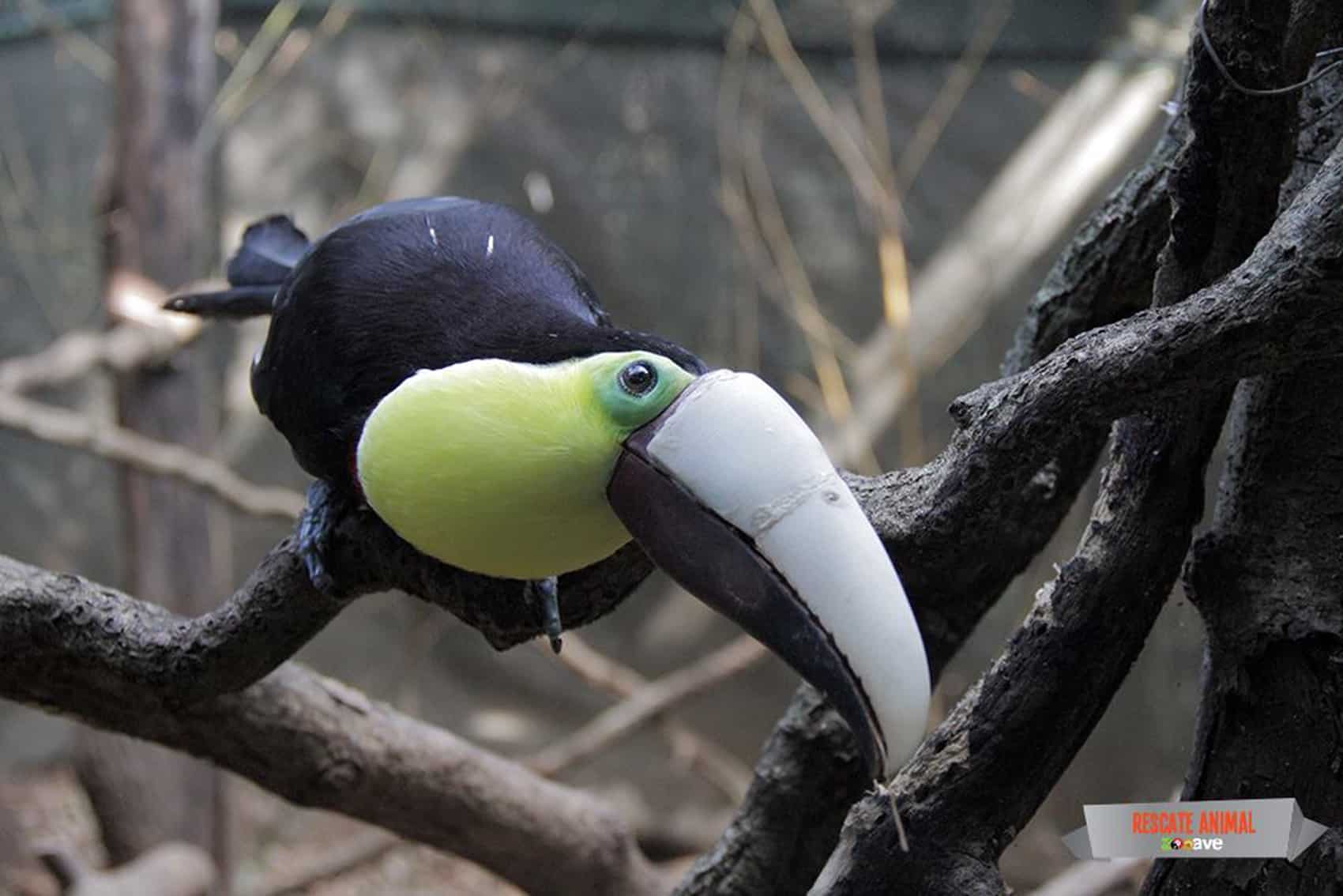 Grecia, the Costa Rica toucan with his new prothetic beak