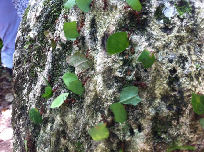 Leafcutter ants.