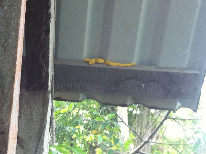 Yellow eyelash viper.