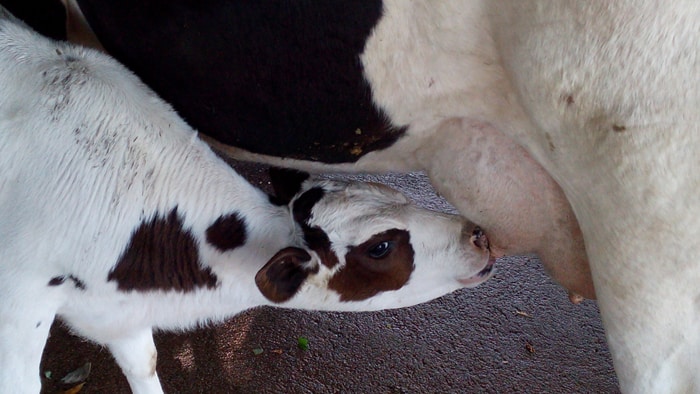 Mmm, that's good. A 5-week-old calf at Buena Vista Lodge nurses.
