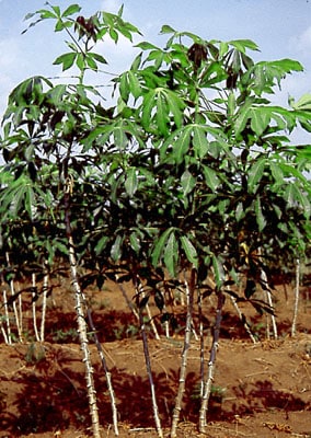 cassava plants