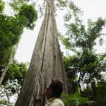 Amazon: Don Julio and the big tree.