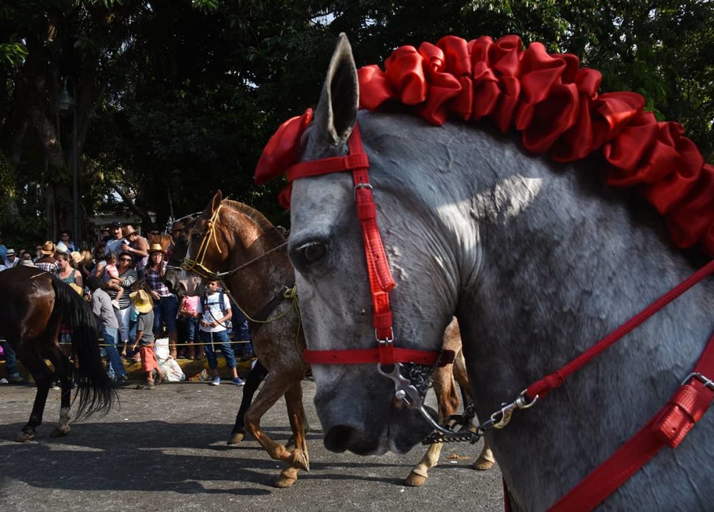 Horse showcase at the Palmares Tope Costa Rica