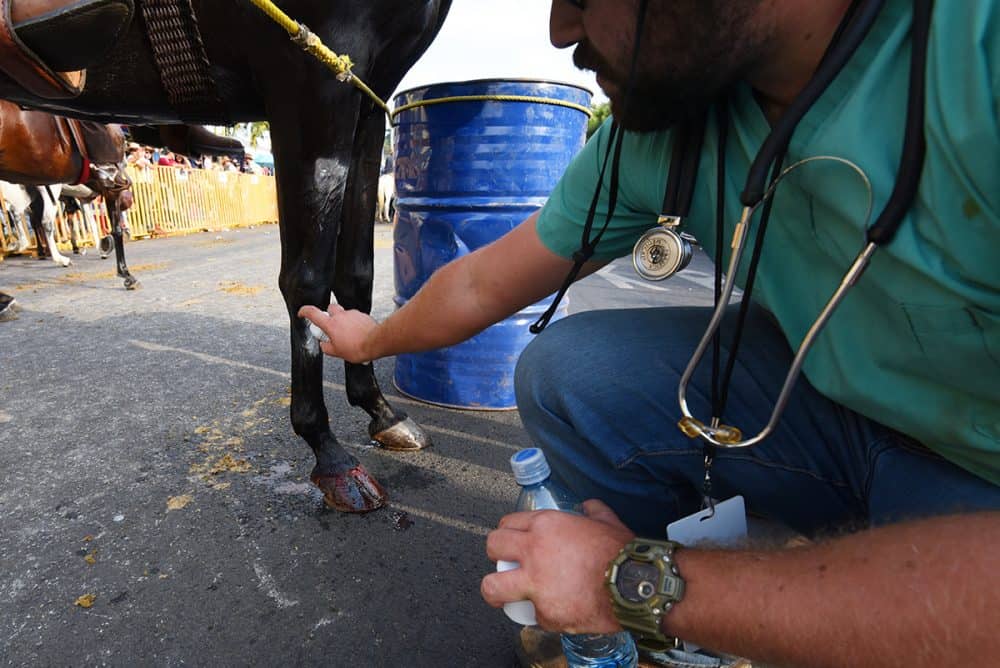 Getting the horses at the Palmares Tope Costa Rica