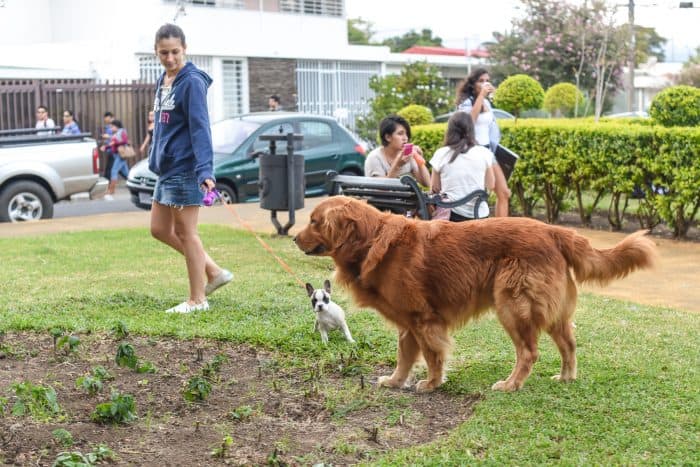 Lego is one of the reknowned dogs around the park. Alberto Font/The Tico Times