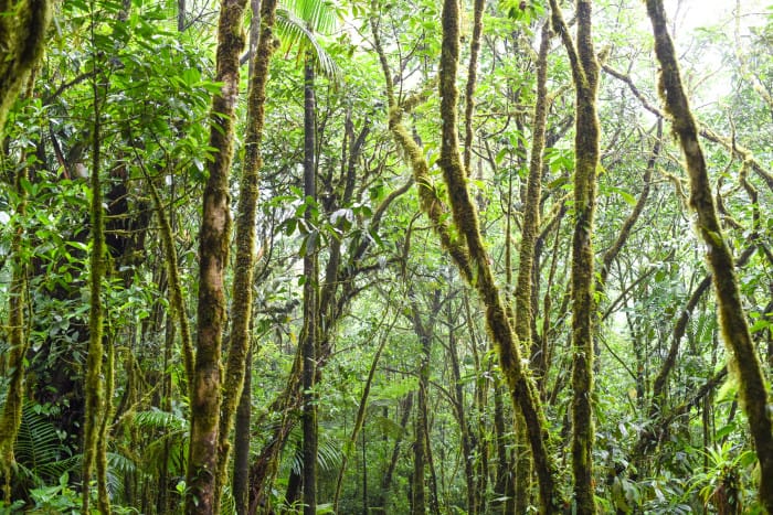 Deep forest along the Río Celeste trail.