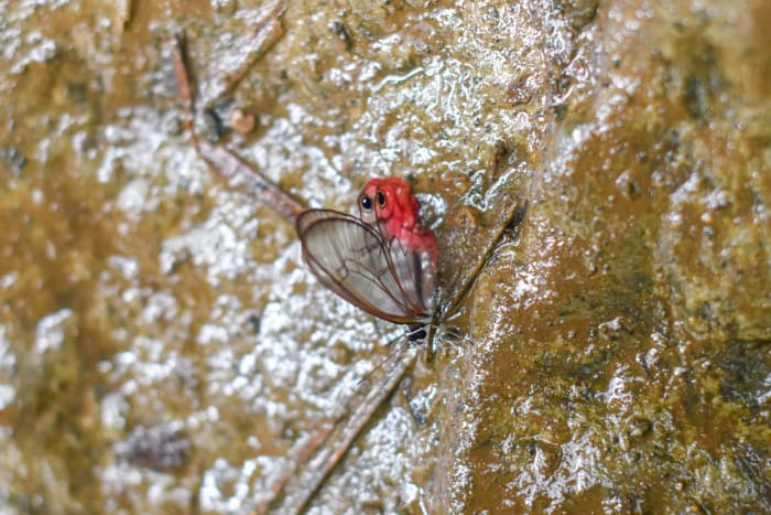 Many butterflies converge upon the fertile grounds of Tenorio Volcano National Park.