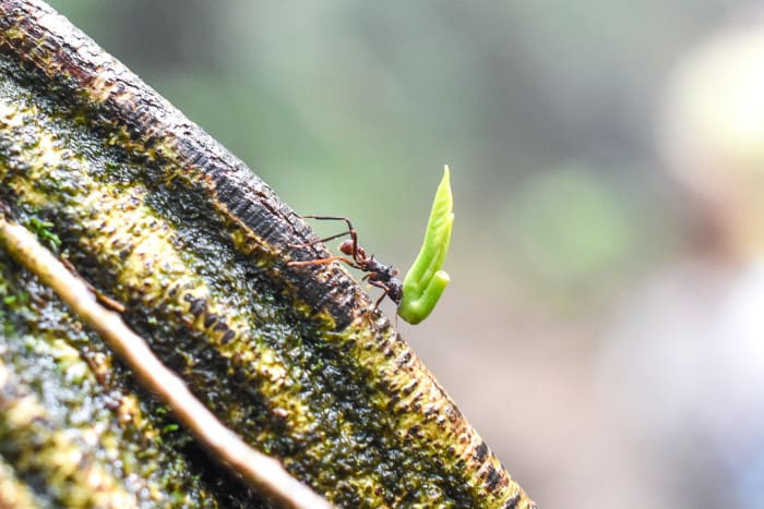 An ant carries a small piece of vegetation up a tree near Río Celeste in Tenorio Volcano National Park