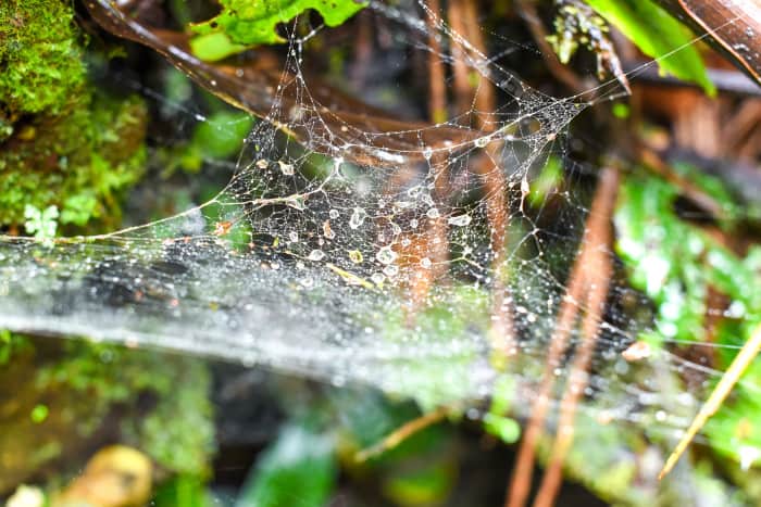 A spiderweb on the trails at Río Celeste.