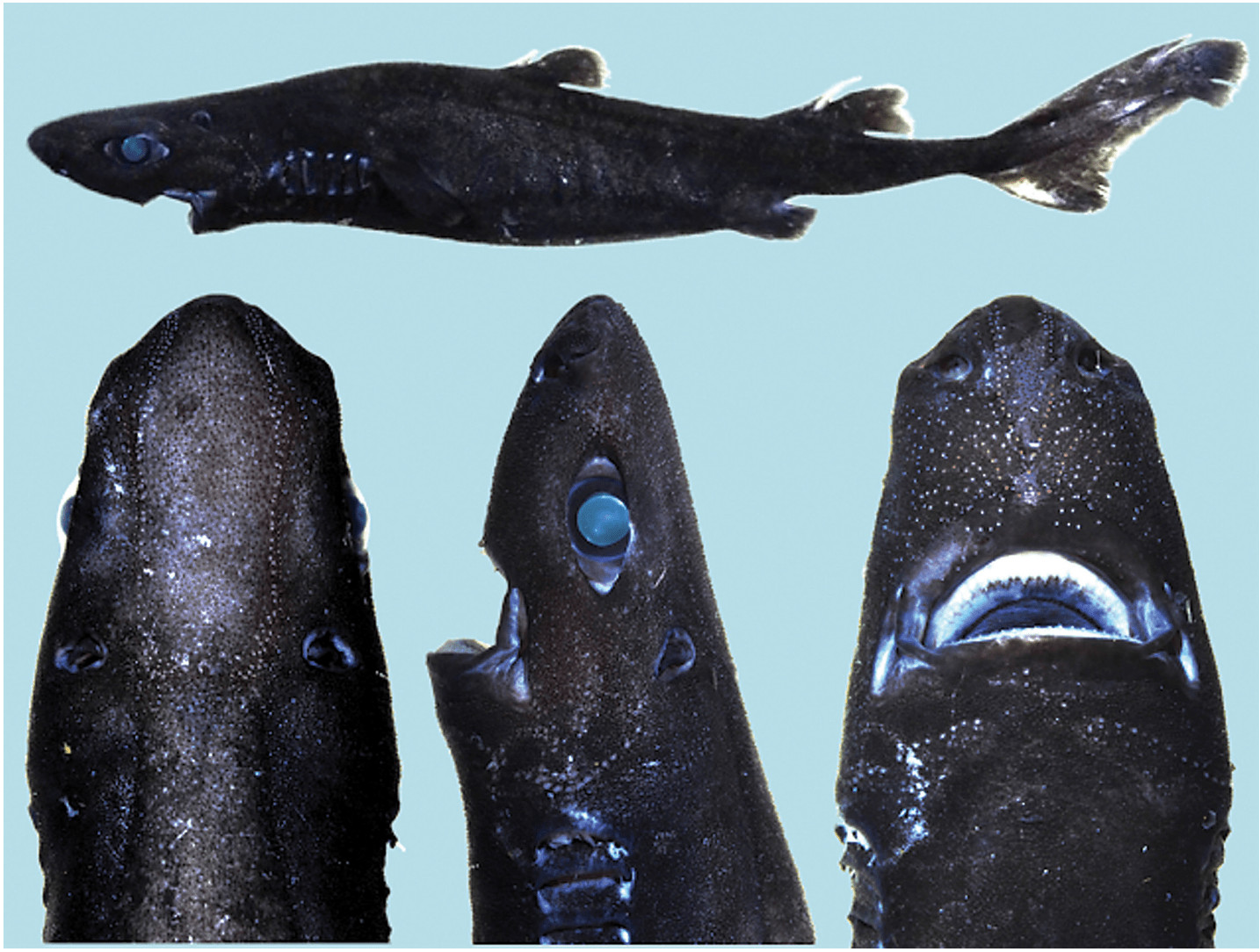 sharks: New glow-in-the-dark 'Ninja' shark species discovered - The  Economic Times