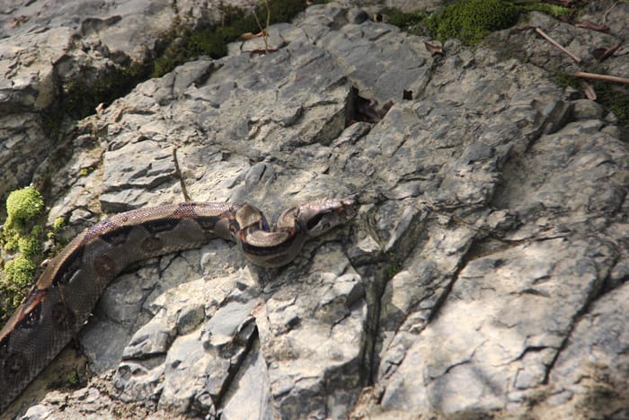 A boa constrictor on a rock beside the river.