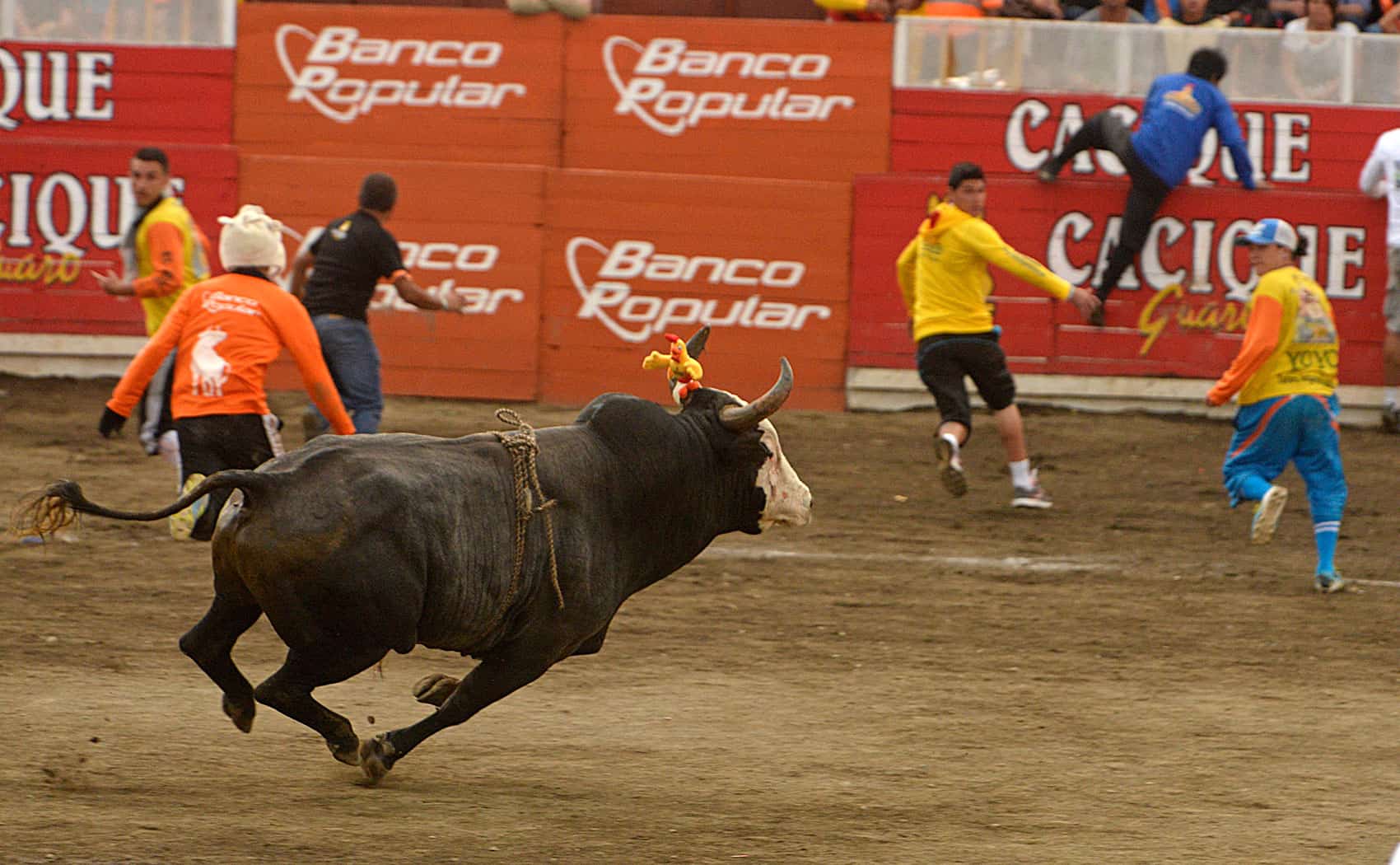 Costa Rica festivals: Bulls
