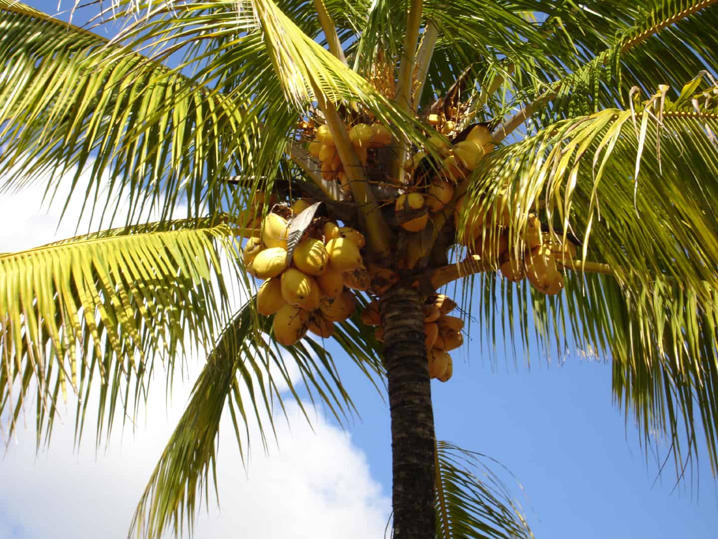 In Costa Rica, Coconut is Used Liberally in Caribbean Cooking