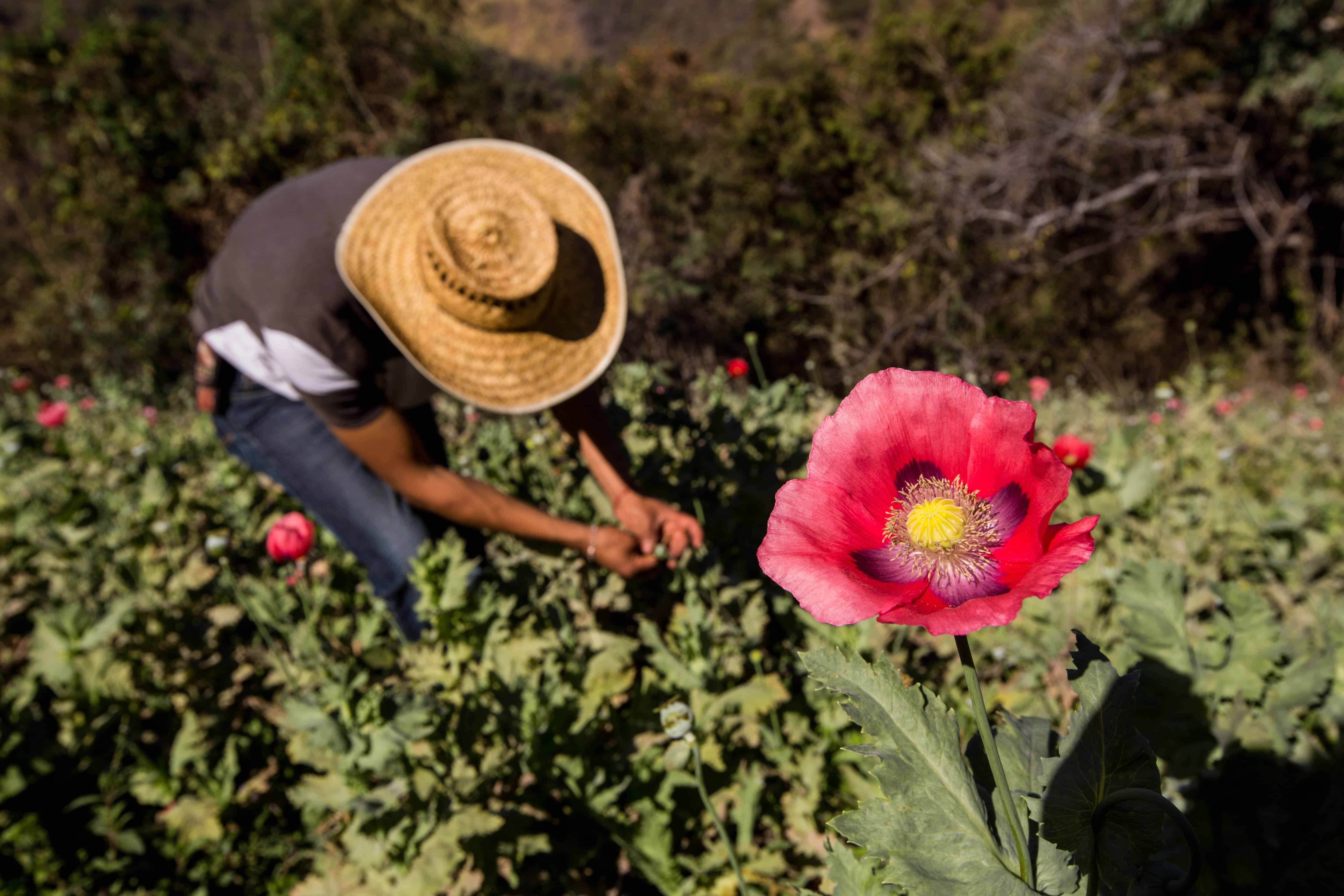 Mexican opium production | poppy field