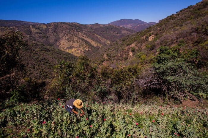 A Mexican opium field