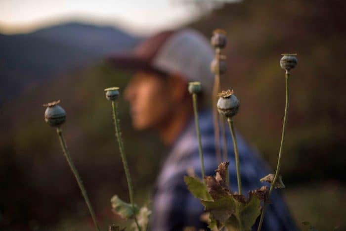 A Mexican opium field