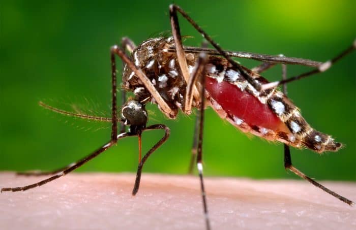 Aedes aegypti mosquito | Zika virus