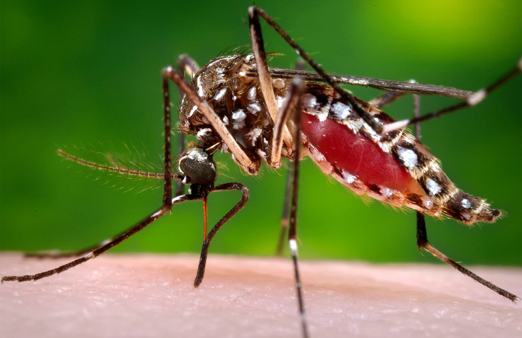 Aedes aegypti mosquito | Zika virus