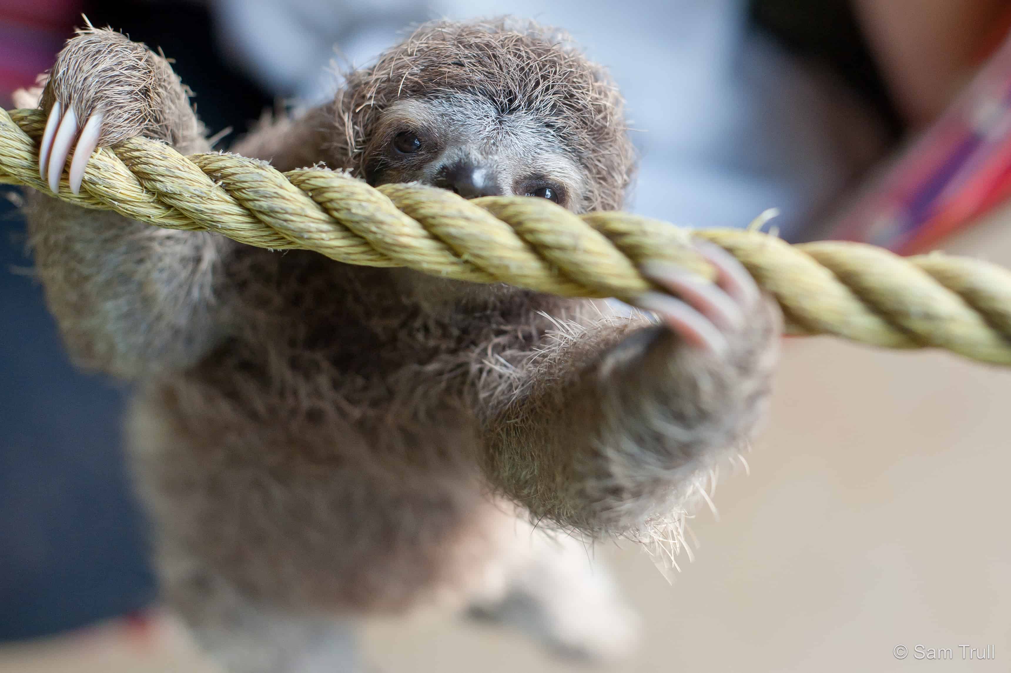 paralyzed baby sloth