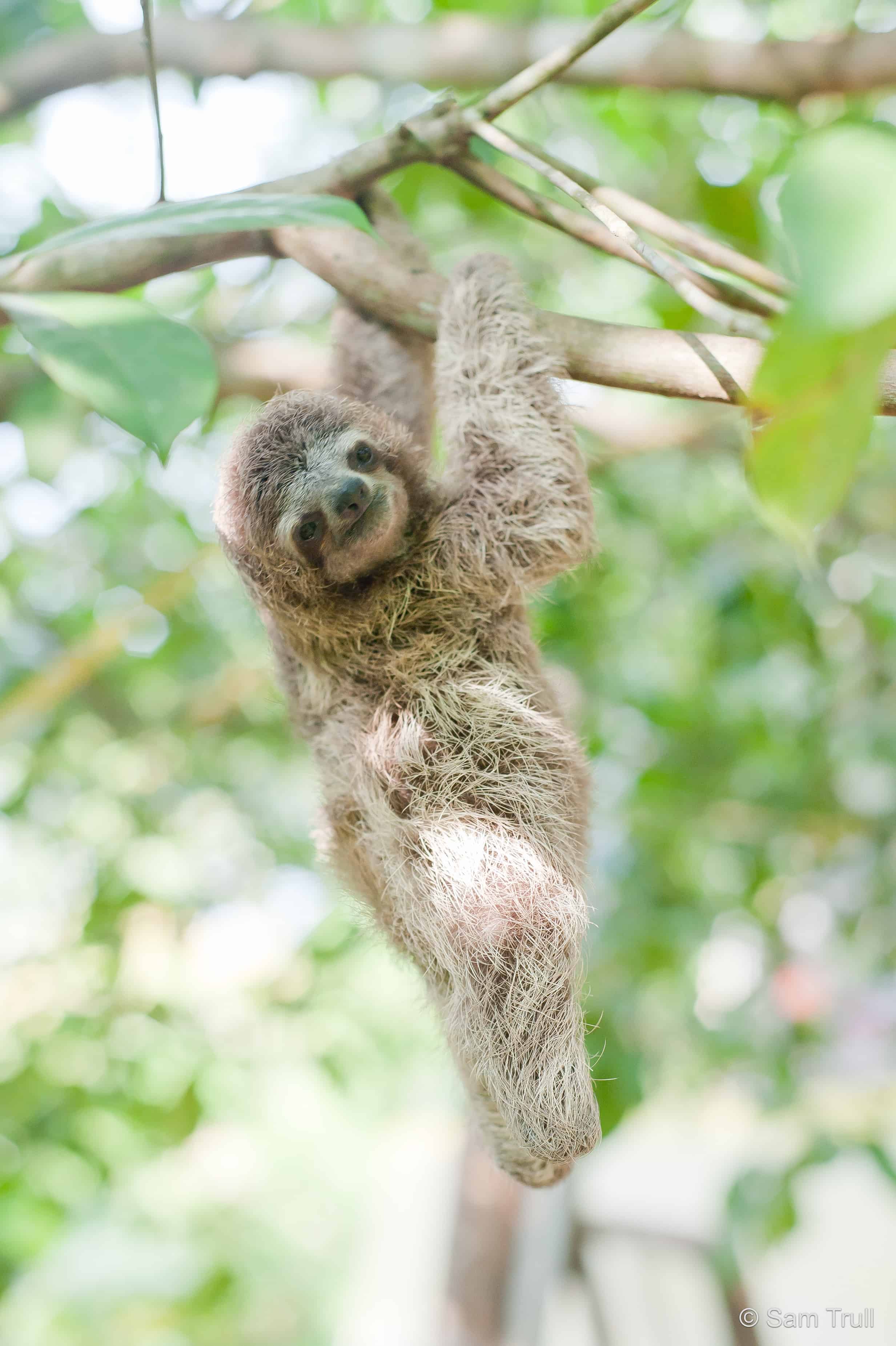 baby sloth