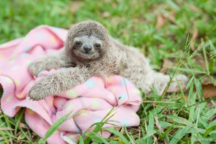 baby sloth