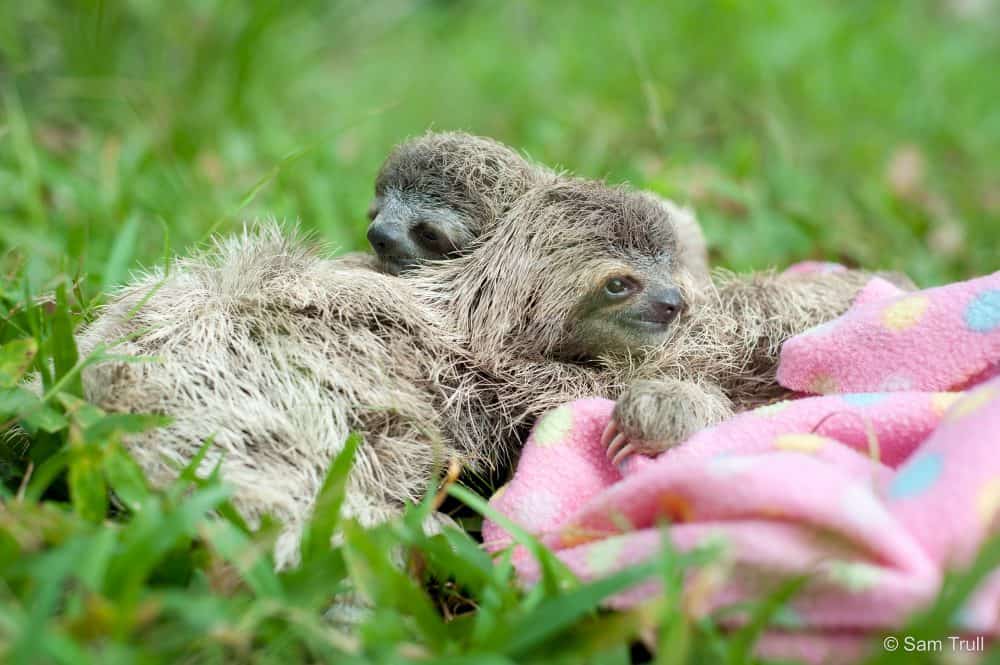 PHOTOS: Paralyzed baby sloth thrives at Costa Rica refuge The Tico Times