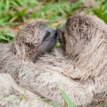 baby sloths