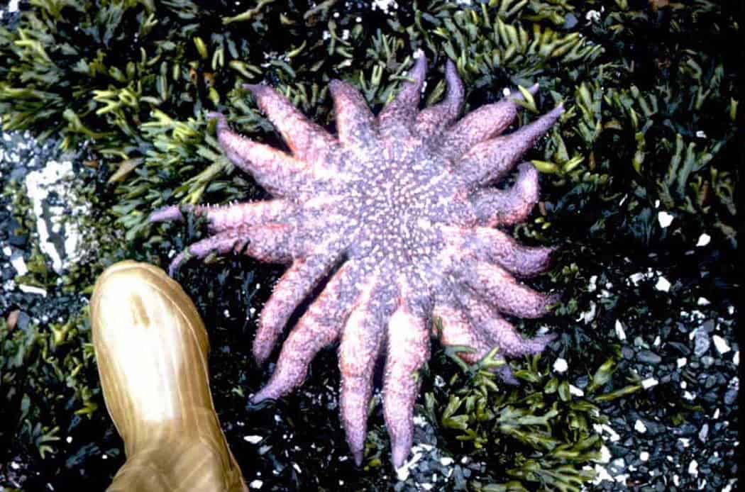 sunflower sea star; warming oceans