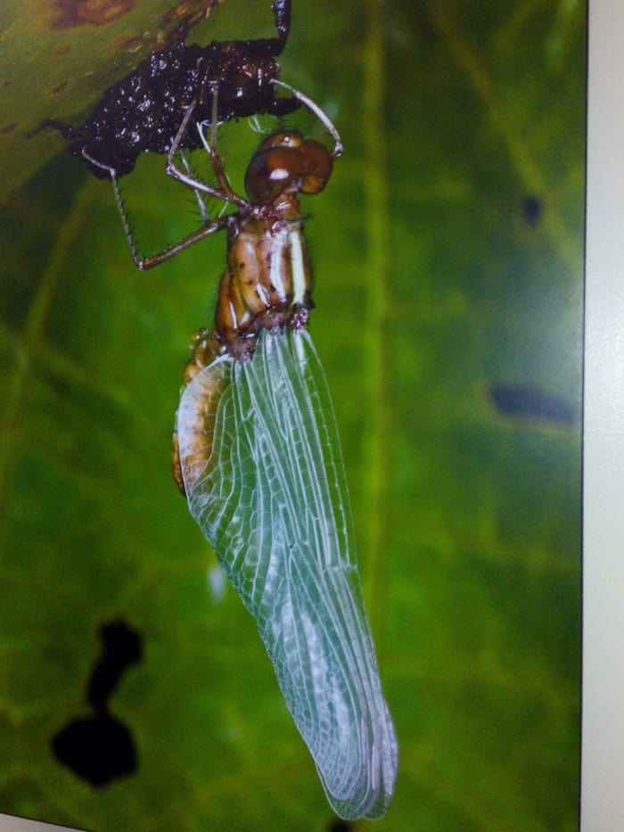 Photo of a photo of a dragonfly discovered at La Selva that lives on bromeliads.