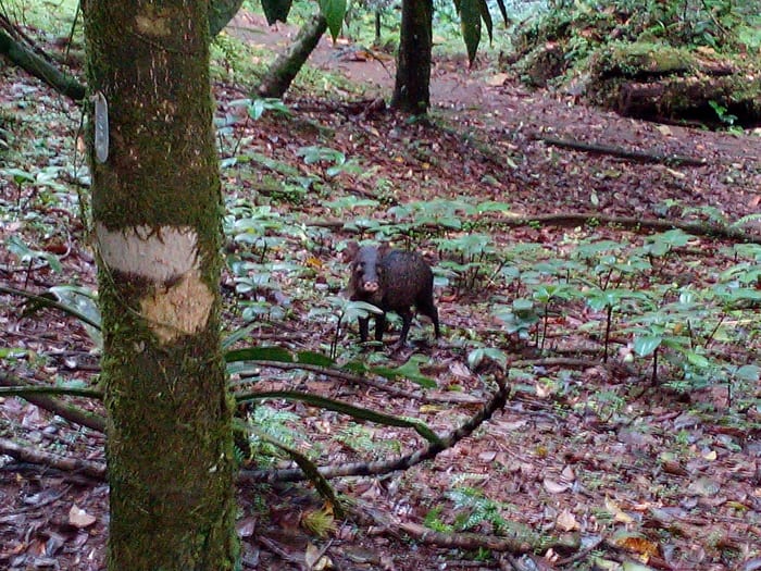 What are you looking at? Collared peccary at La Selva Biological Station.