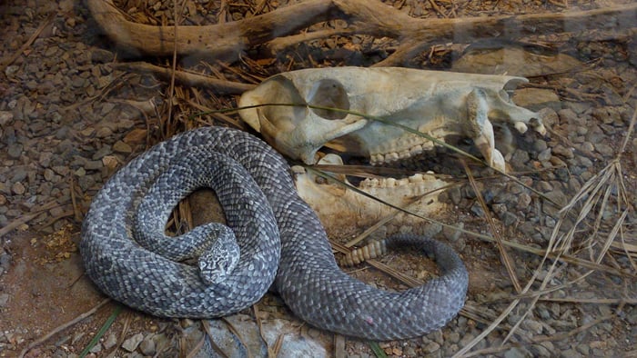 A chameleon rattlesnake with a peccary skull at Parque Reptilandia near Dominical.
