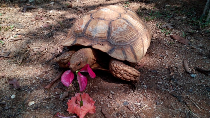 A giant African spur-thighed tortoise eats hibiscus leaves.