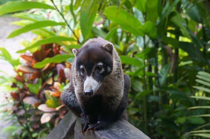 A coati drops in for a visit at Río Celeste Hideaway Hotel.
