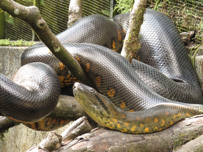 Green anaconda.