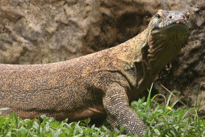 Langka, Central America's first Komodo dragon, was born in 2004 in Spain's Canary Islands as part of a international breeding program. The species is endemic to five islands in southeast Indonesia.