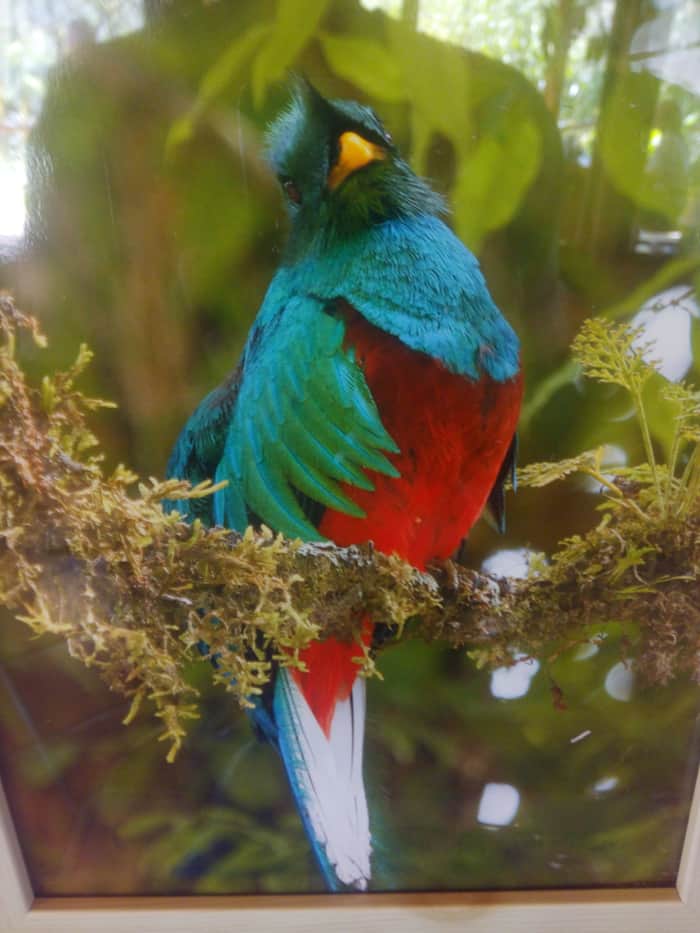 Costa Rica Quetzal