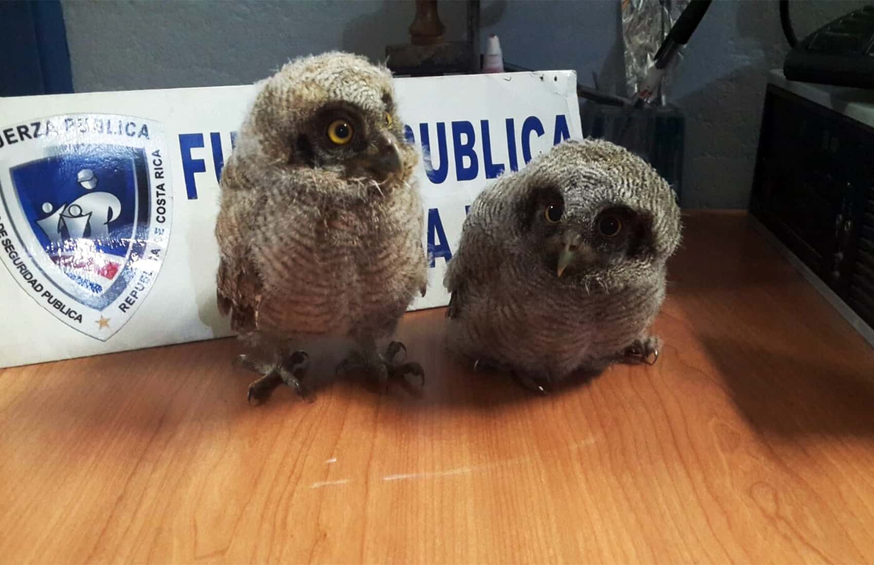 owls; Costa Rica wildlife trafficking