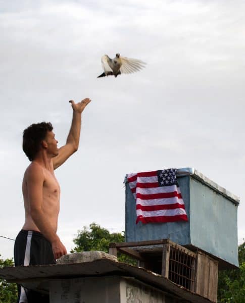 Cuba pigeon